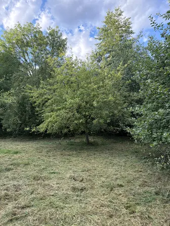 Foto treephoto-l7kznw0puntzwu6lj6lgd5wd.jpeg
