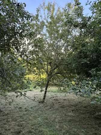 Foto treephoto-nrrawp7gp4md0oc42ces1ulh.jpeg