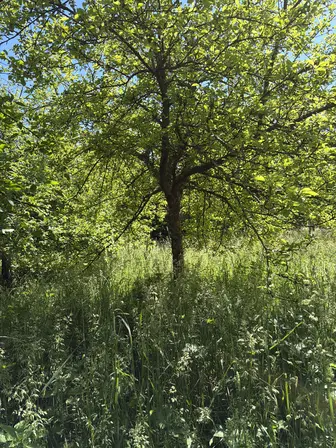 Foto treephoto-o86902scy891hu7p9yhjgugo.jpeg