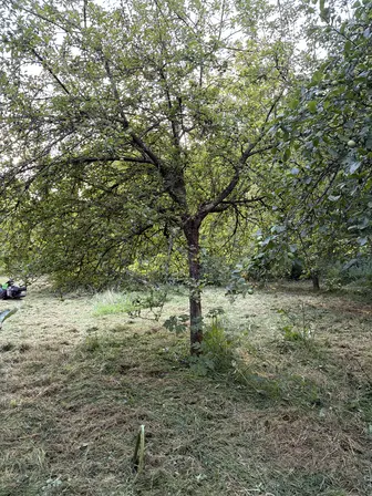 Foto treephoto-sf3wiakbnedm5lqrp0haw6gq.jpeg