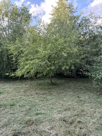 Foto treephoto-uckc5l9pk8gl9gxx0x97mkfl.jpeg