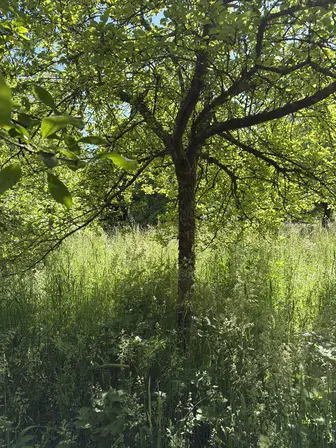 Foto treephoto-vhr81k7ji71l1jy3dnmwaaur.jpeg