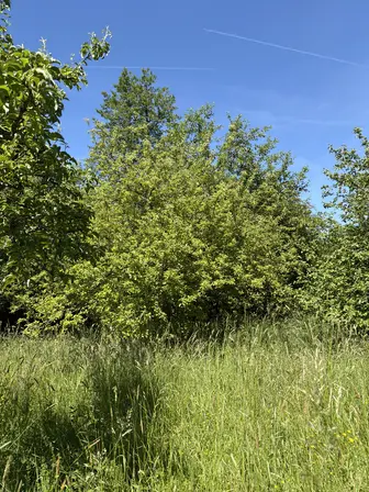 Foto treephoto-xwkyz7tokf4jnmqvb53cd7i2.jpeg
