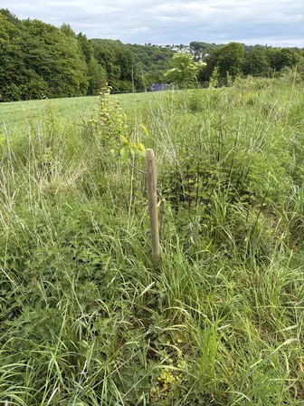 Foto treephoto-zmsp2nvswzn8qev23z5z1fdk.jpeg