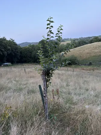 Foto treephoto-b4knqjtsmmaimgl45l7ef9ch.jpeg