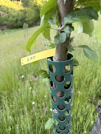 Foto treephoto-cmxomiig1it5wvdc4u1yg1ml.jpeg