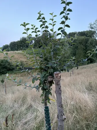 Foto treephoto-e1cl8lfzj5y5400pippe1ds9.jpeg
