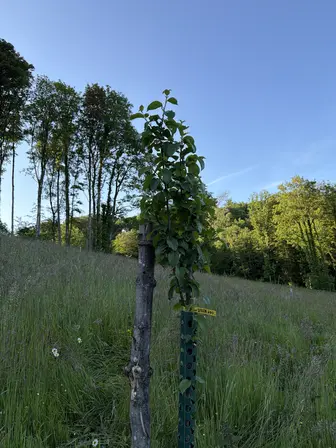 Foto treephoto-i9fr898dnq7i5para19cqu98.jpeg