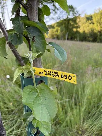 Foto treephoto-u1i87ojhaf1yj4wi1t8en76m.jpeg