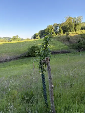 Foto treephoto-u2wbiowru8g4qs6l4qppbdac.jpeg