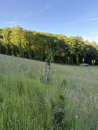 Foto treephoto-wb13ofroxtbfuw010v87yy6i.jpeg