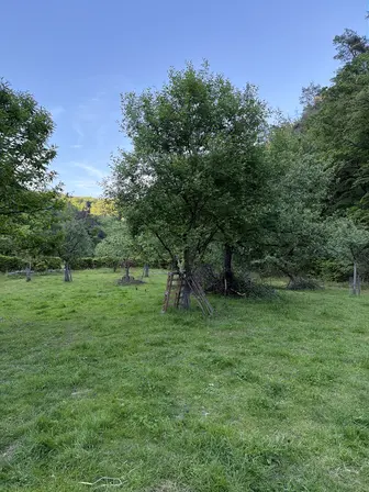 Foto treephoto-s7vamazpr3kw24bls7otj6xt.jpeg