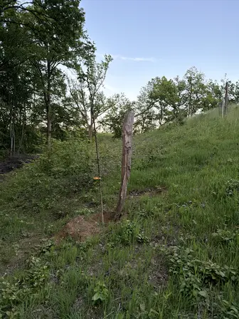 Foto treephoto-b40t13z0xsu4ex9pdhr582v7.jpeg