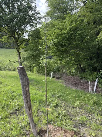 Foto treephoto-ck9994fm6ivx4f09upgy7sut.jpeg