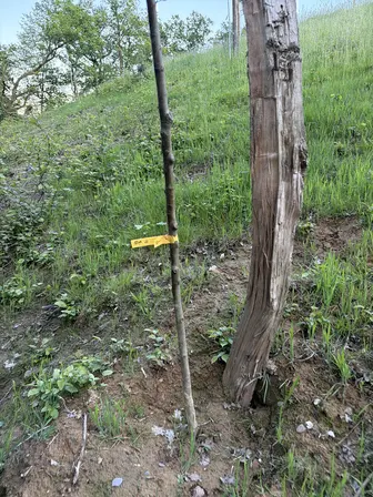 Foto treephoto-crgxmv3c6mcpzcli6jxhkuzp.jpeg