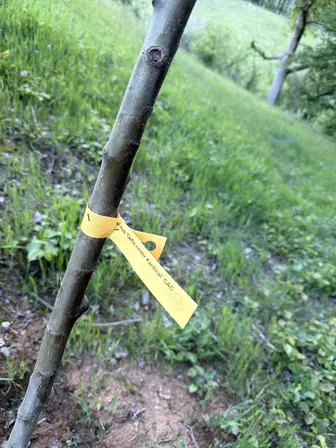 Foto treephoto-jl8yit0o0mp9totp14xe53oc.jpeg