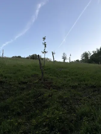 Foto treephoto-jowv9nim3on5aec2wzcbq1wx.jpeg
