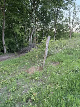 Foto treephoto-k236916a564bje67ppxt61o9.jpeg
