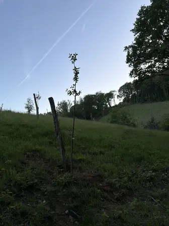 Foto treephoto-l9gkcmijqrcmvayyochrtdid.jpeg