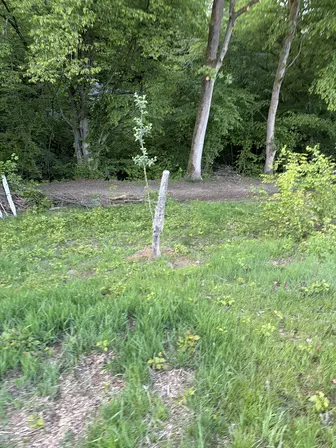 Foto treephoto-nkph2adsbbcptfwk7iawyuq4.jpeg