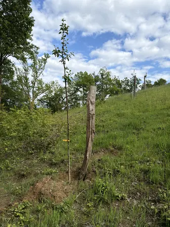 Foto treephoto-qx0cnetxj3agho18k60w642p.jpeg