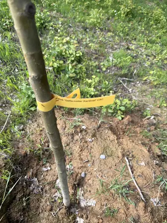 Foto treephoto-szmgmlhnnkj11v30b13h9nft.jpeg