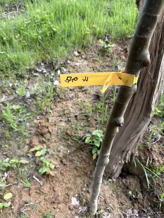 Foto treephoto-y345rocmjzdwywgzfjrt85rl.jpeg