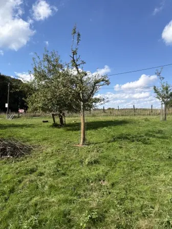 Foto treephoto-aiistqrxds7yyvsaif2t4dr8.jpeg