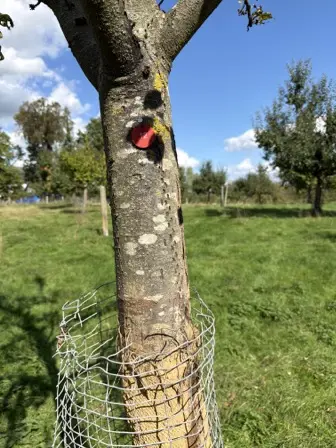 Foto treephoto-is243i3y2hvuti16qqz9xmqy.jpeg