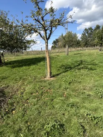 Foto treephoto-yfqo60u5777fkpnk5ntt5yt3.jpeg
