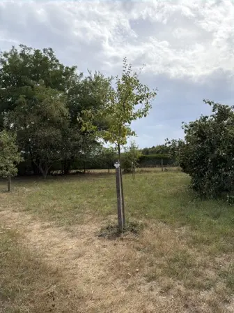 Foto treephoto-cltnztm42v6mv28uknp2jur1.jpeg