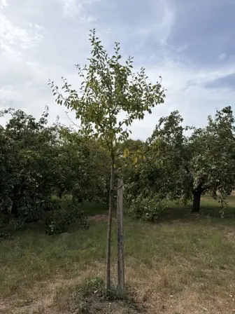 Foto treephoto-f81ysi6mkmhyb2p5ddisl3p4.jpeg