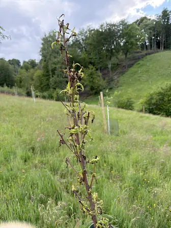 Foto treephoto-ccg4kvg8sxidr0g9pgv4i8hq.jpeg