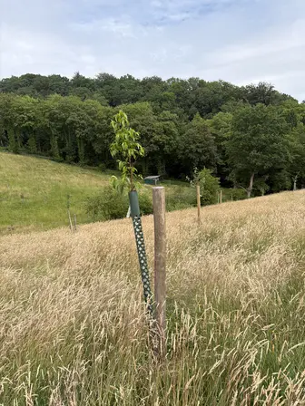 Foto treephoto-e5qcj72szwnxzssterrrfpjp.jpeg