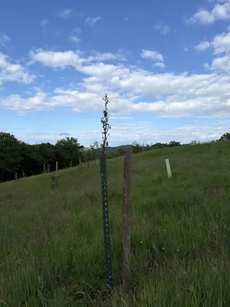 Foto treephoto-giqlatbezbum3hgr3t5oc0r1.jpeg