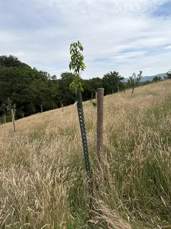 Foto treephoto-h5tw8e024236cecdhuykj44d.jpeg