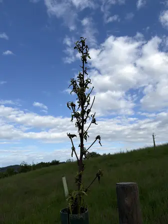 Foto treephoto-h68fzlcayr1tvcu3xikqiwj1.jpeg