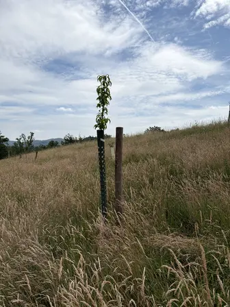 Foto treephoto-mm4mbf0qomzz112sitrccfbj.jpeg
