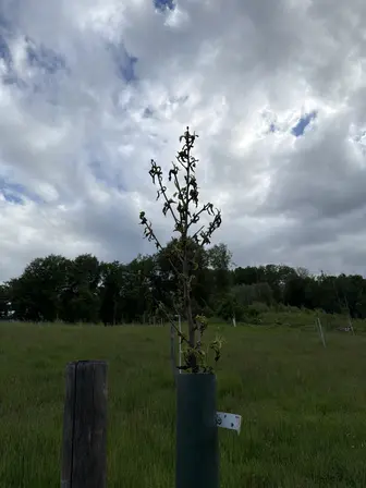 Foto treephoto-ny4irsz3hg9kyhqeicwnppr6.jpeg