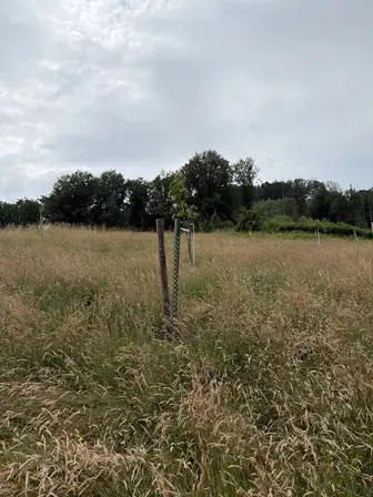 Foto treephoto-vpx1m53yc6m3ujm3na4yt2pc.jpeg