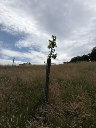 Foto treephoto-zxhi55ymrxh8ug2hjjtoemld.jpeg