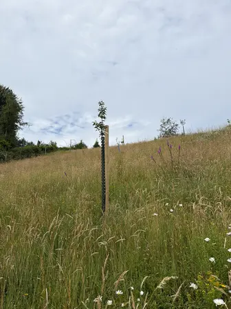 Foto treephoto-kq75196wy54z1gs7i4a8qhes.jpeg
