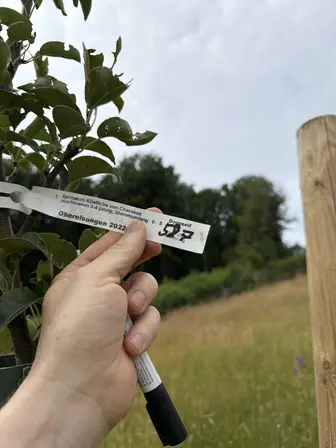 Foto treephoto-nvsrv8kh4iu37kzl3xet2vbm.jpeg