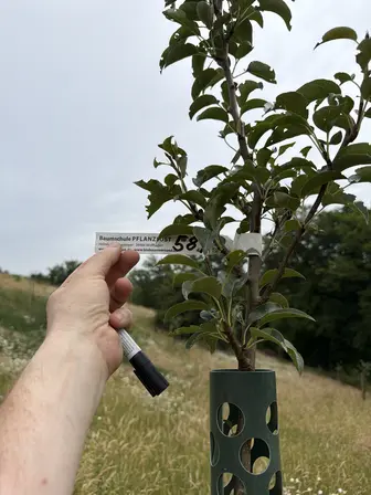 Foto treephoto-pn0ubx0pcq8jffeqp2lle3u2.jpeg