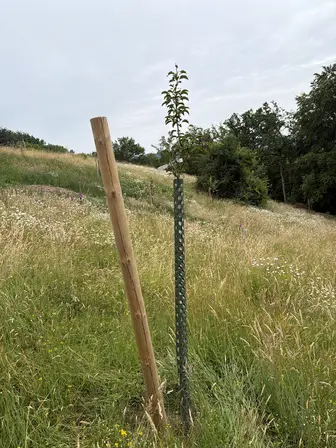 Foto treephoto-ymvpwh5tpx5j2yqde2z10twz.jpeg