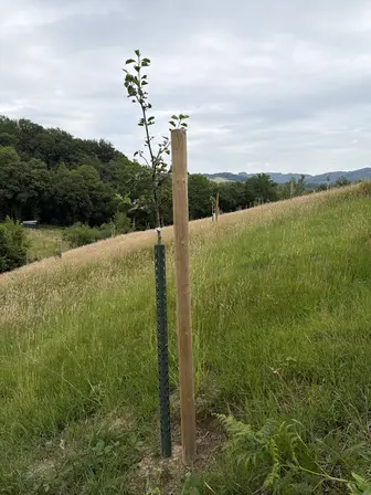 Foto treephoto-bhpvos4l2c4g2gfppojdcue4.jpeg