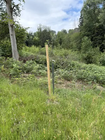 Foto treephoto-bx0vi6dar68oxcdm1kf0grkr.jpeg
