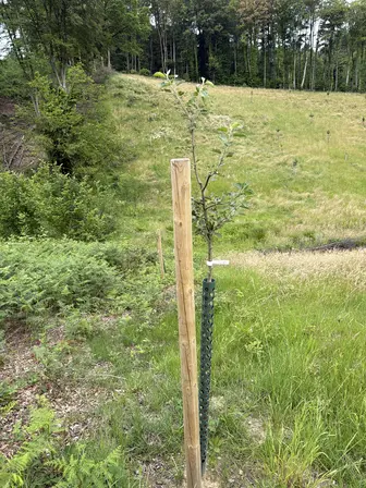 Foto treephoto-fceq7fscjm8dsjfqq33az8yx.jpeg