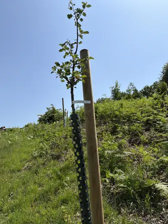 Foto treephoto-fi8auvgslf4vpz3suiufhagw.jpeg