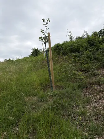 Foto treephoto-fj5i7rp6qonojkxp34y43fly.jpeg